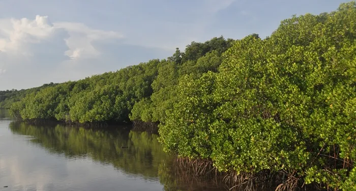 Menjelajahi Wisata Ekowisata Mangrove di Kalimantan: Aktivitas Edukasi dan Konservasi